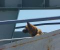 Η Μάνια, η σκυλίτσα του τσιγαράδικου στο καταφύγιο της Κεφαλλονιάς
